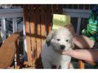 Great Pyrenees Puppy for sale in Anderson, CA, USA