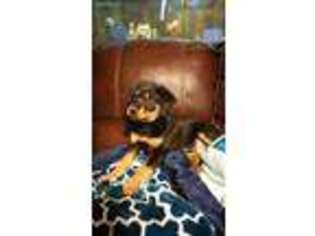 Rottweiler Puppy for sale in Fairland, OK, USA
