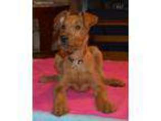Irish Terrier Puppy for sale in Mountain Home, AR, USA