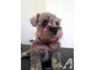 Mutt Puppy for sale in LYNWOOD, CA, USA