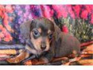 Dachshund Puppy for sale in Altoona, IA, USA