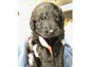 Labradoodle Puppy for sale in Mansfield, TX, USA