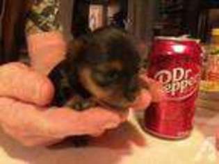 Yorkshire Terrier Puppy for sale in GLENCOE, OK, USA