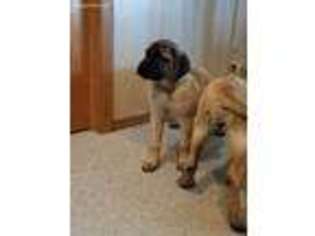 Mastiff Puppy for sale in Whitelaw, WI, USA