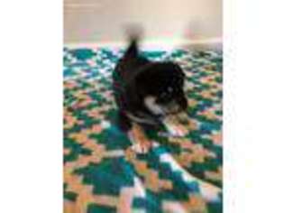 Shiba Inu Puppy for sale in Glen Burnie, MD, USA