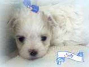 Maltese Puppy for sale in Chagrin Falls, OH, USA