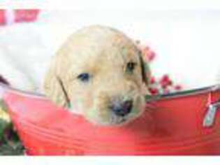 Labradoodle Puppy for sale in Russell, IA, USA