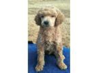 Mutt Puppy for sale in Ash Flat, AR, USA