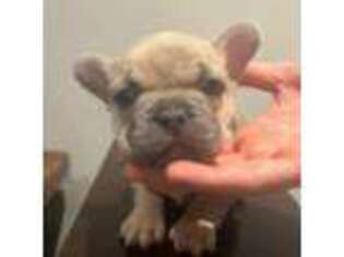 French Bulldog Puppy for sale in Demotte, IN, USA