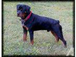 Rottweiler Puppy for sale in WEST JEFFERSON, OH, USA