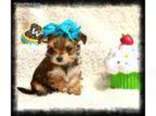 Yorkshire Terrier Puppy for sale in Woodbridge, VA, USA