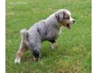 Miniature Australian Shepherd Puppy for sale in Buford, GA, USA
