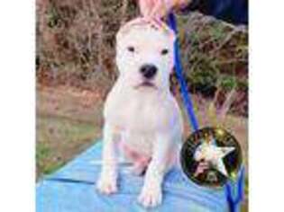 Dogo Argentino Puppy for sale in Raleigh, NC, USA