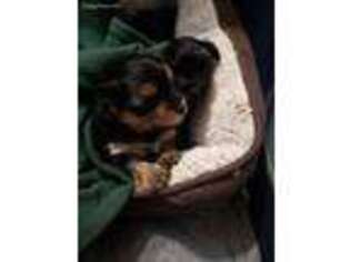 Mutt Puppy for sale in Minot, ND, USA