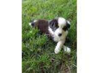 Border Collie Puppy for sale in Hamilton, MI, USA