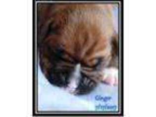 Boxer Puppy for sale in Clinton, OK, USA