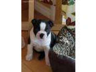 Boston Terrier Puppy for sale in Milpitas, CA, USA