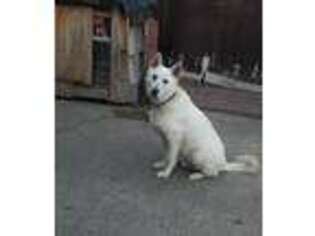 German Shepherd Dog Puppy for sale in Muskegon, MI, USA