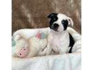 Staffordshire Bull Terrier Puppy for sale in Fresno, CA, USA