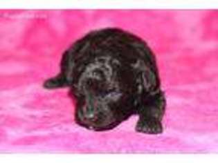 Mutt Puppy for sale in Gray, LA, USA