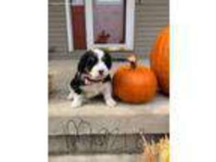 Mutt Puppy for sale in North Liberty, IN, USA