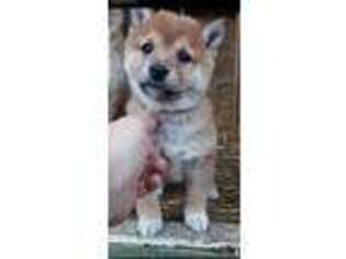 Shiba Inu Puppy for sale in Bow, WA, USA