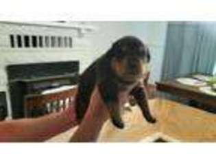 Rottweiler Puppy for sale in New Salisbury, IN, USA