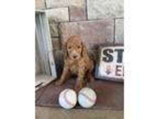 Goldendoodle Puppy for sale in Ottawa, KS, USA