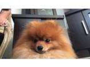 Pomeranian Puppy for sale in Beaverton, OR, USA
