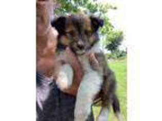 Shetland Sheepdog Puppy for sale in Fortuna, MO, USA