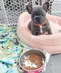 French Bulldog Puppy for sale in Lyman, SC, USA