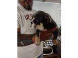 Bulldog Puppy for sale in Loganville, GA, USA