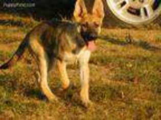 German Shepherd Dog Puppy for sale in Galena, MO, USA
