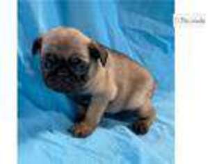 Pug Puppy for sale in Columbia, MO, USA