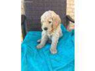 Goldendoodle Puppy for sale in Buda, TX, USA