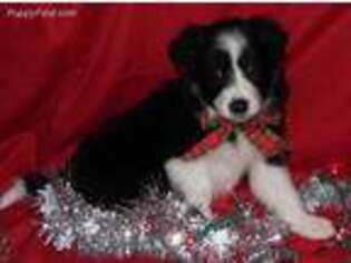 Border Collie Puppy for sale in Maysville, KY, USA