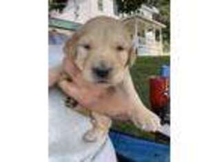 Goldendoodle Puppy for sale in Perry, IL, USA