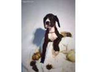 Great Dane Puppy for sale in Pensacola, FL, USA