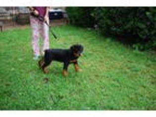 Rottweiler Puppy for sale in Fort Worth, TX, USA