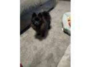 Pomeranian Puppy for sale in Rapid City, SD, USA
