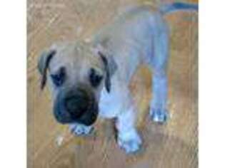 Great Dane Puppy for sale in Leominster, MA, USA