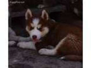 Siberian Husky Puppy for sale in Rogersville, PA, USA
