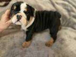 Bulldog Puppy for sale in Saugerties, NY, USA
