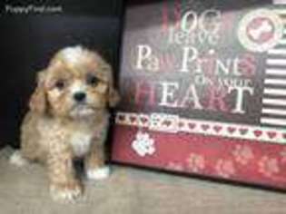 Cavapoo Puppy for sale in Kingsport, TN, USA