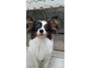 Papillon Puppy for sale in Bayside, CA, USA
