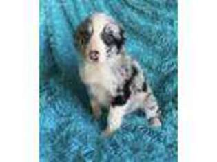 Border Collie Puppy for sale in Roaring Branch, PA, USA