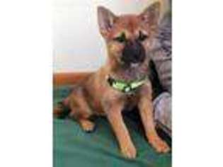 Shiba Inu Puppy for sale in Cranston, RI, USA