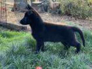 German Shepherd Dog Puppy for sale in Oakhurst, CA, USA
