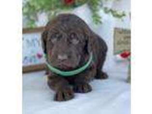 Labradoodle Puppy for sale in Beaverton, AL, USA