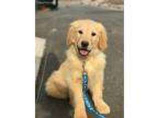 Golden Retriever Puppy for sale in Durham, NC, USA